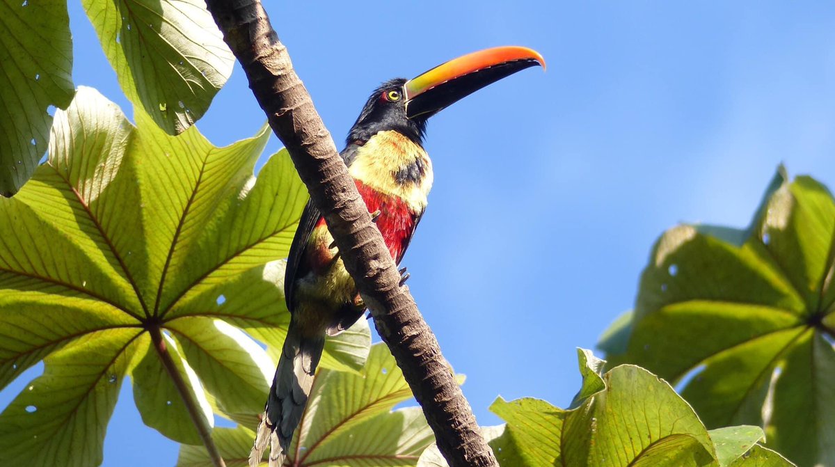 AlanDaviesbirds's tweet photo. Have a terrific Thursday! Hope your day is fun &amp; let’s be kind. Fiery-billed Aracari #CostaRica #birding #birdphotography #TwitterNatureCommunity #bird #ThursdayThoughts #thursdayvibes #kind https://t.co/TPSOdw3tVV