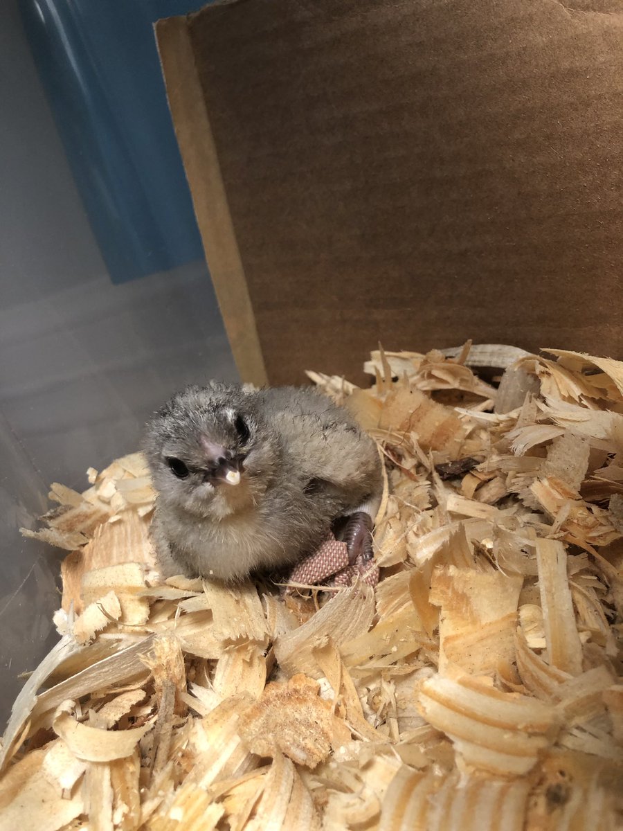 This little one hatched late in the game! Little had trouble on hatching and seems to have spraddle/splay leg. Using the power of animal science to get up to speed with some therapy to strengthen that leg up! So far things are looking up and it is fluffing out under the lamp!