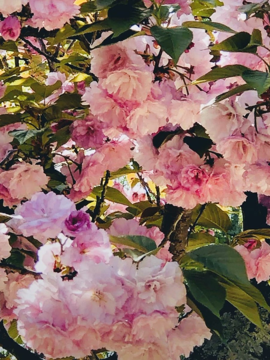 dianne0805's tweet photo. Happy Think Pink Thursday.🌸
These flowering cherry trees are fading fast.  They have been so welcome and beautiful this year.🌸💖🌸
#ThinkPinkThursday  #Trees #JapaneseCherry #Nature #Beauty https://t.co/QxhGkZD5jS