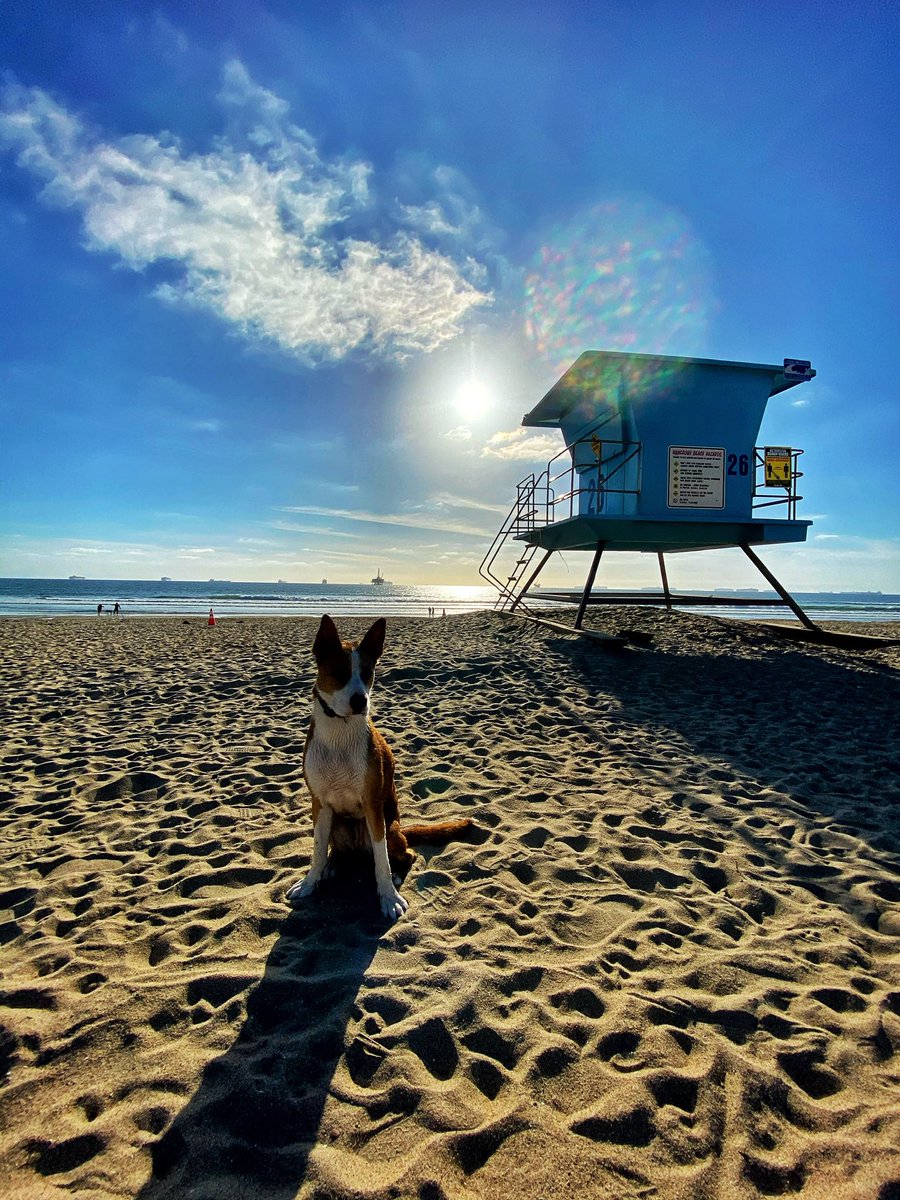 jessawest's tweet photo. @TrevDon @CK9store How about a good Huntington Dog Beach pic?  We need to get back there again soon! https://t.co/5guIeCGfCy