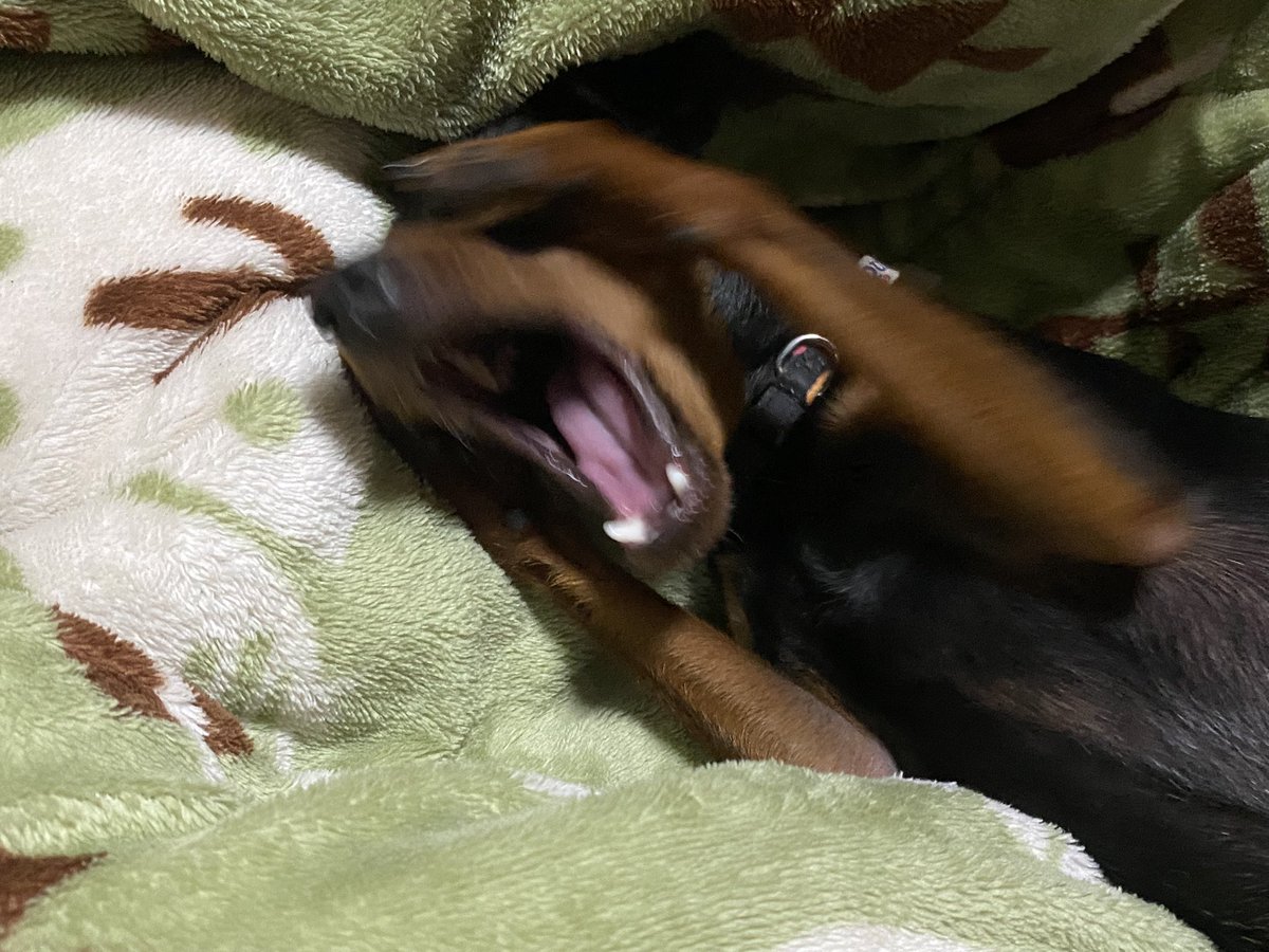 KING_1529's tweet photo. #犬/#ミニピン/うわ！盗撮だ！ https://t.co/kteW3zC7Ql