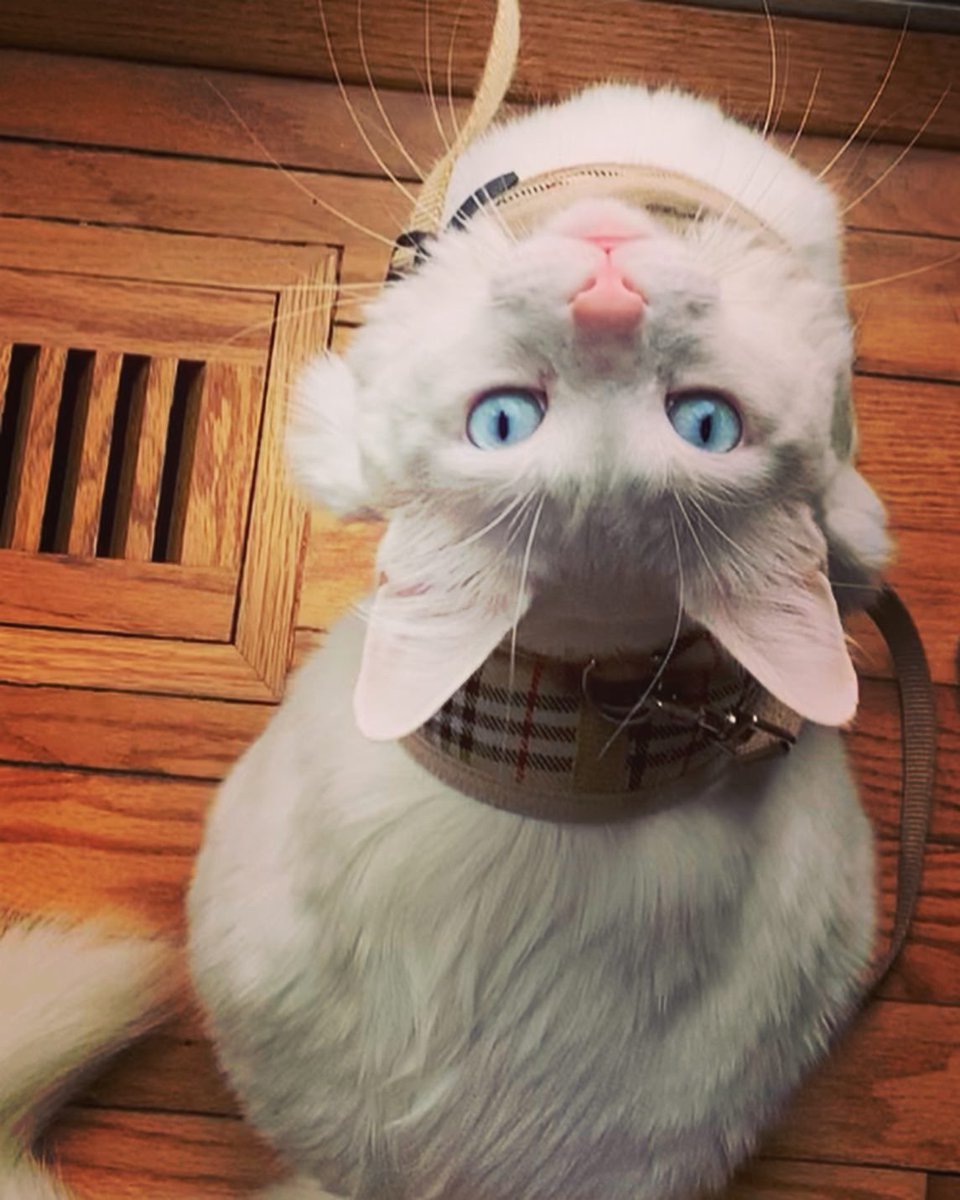 EducatorAkbar's tweet photo. @John_Dearie Luiggie is ready for the day. https://t.co/5Gmrysz4ZV