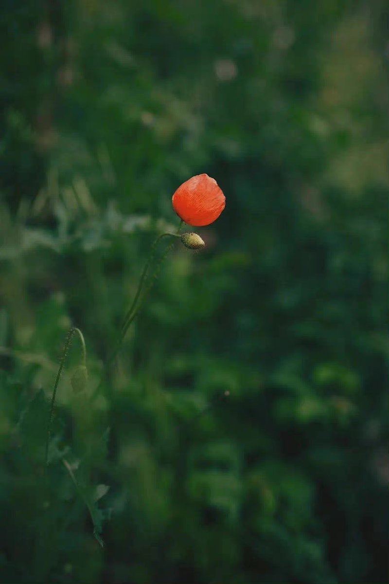 De Moppen (@demoppentweet) on Twitter photo 