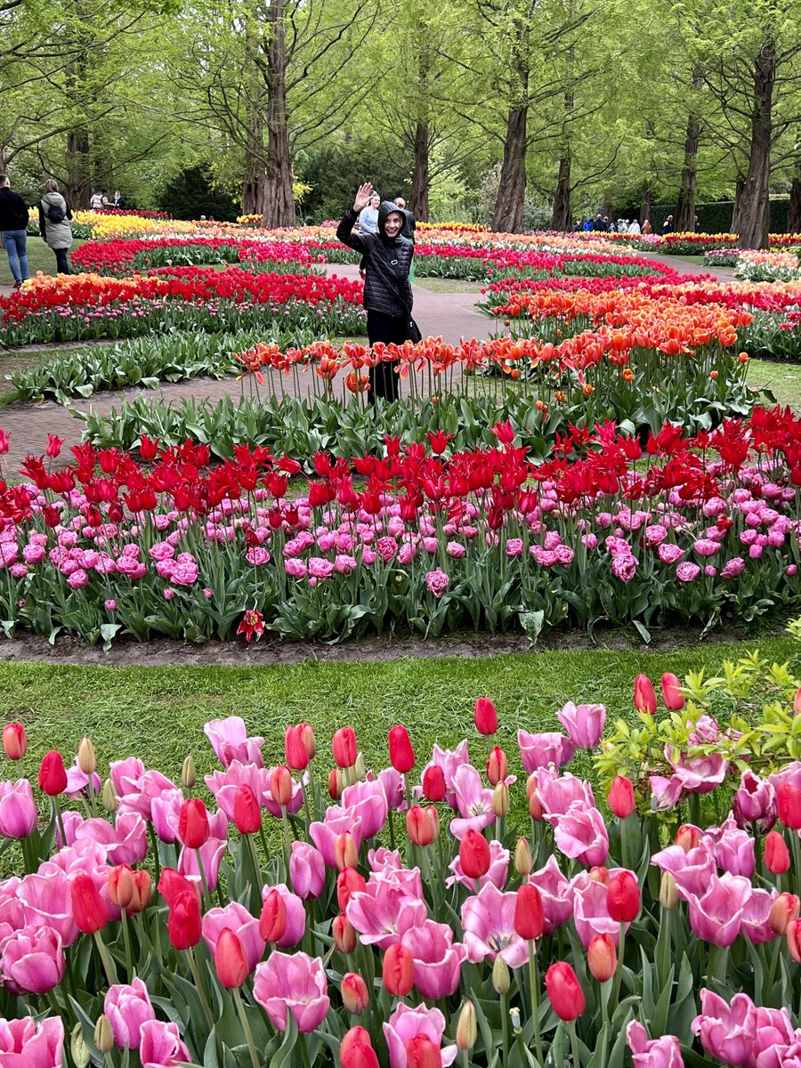 Bruce403b's tweet photo. The beauty of Dutch tulips at Keukenhof Gardens https://t.co/RU3UhcvqkV