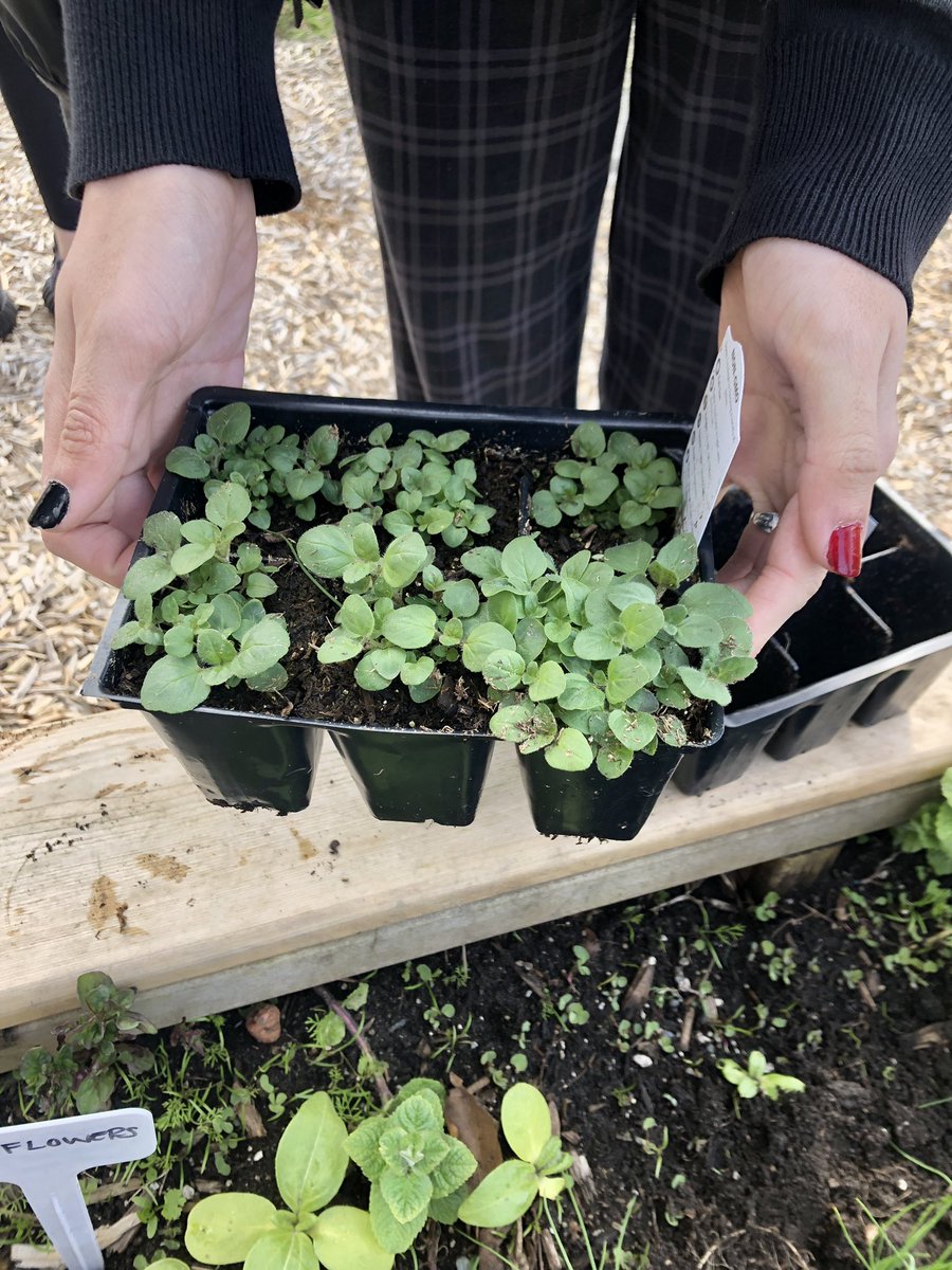 msphillpotts's tweet photo. Why is food important? Social Justice 12 students planted their buddy plants  @RAMcMath before a discussion of the 5 A’s of food security: accessibility, availability, adequacy, acceptability, and agency. #UrbanRootsGardenMarket  #SD38LES #OutdoorClassroom #SocialJustice https://t.co/pJaTsx9Kbk