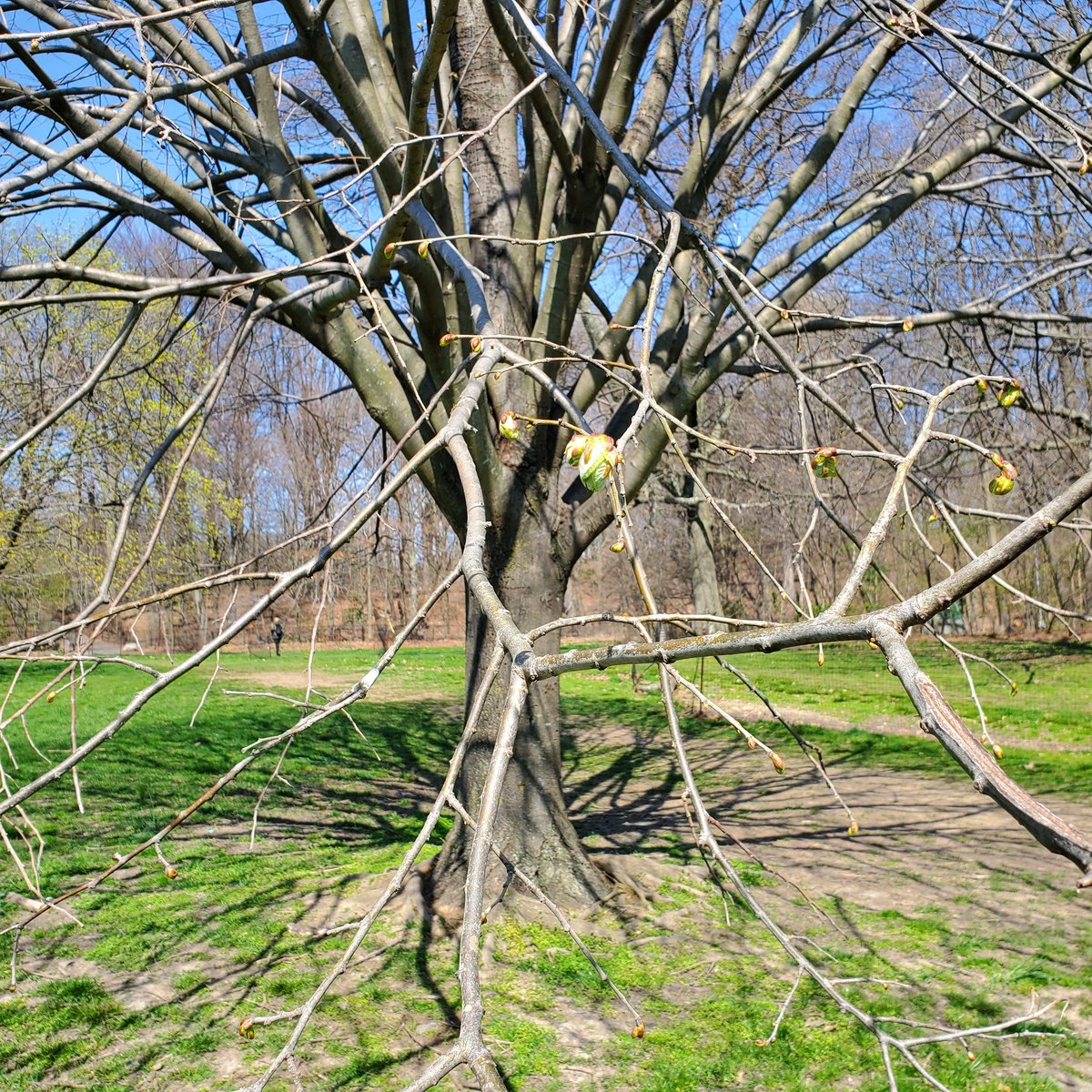 DebKaplan12's tweet photo. #BLtrees
@BrianLehrer
@nycbotanist
So many changes to my adopted Silver Linden this month. https://t.co/wk7CHZbN4W