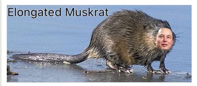 whimsicalpixels's tweet photo. @elonmusk you should change your profile pic to this elongated muskrat since it reflects your full name and is thus is more professional. Thank you for coming to my TED TALK. https://t.co/jYA6mU7Ao5