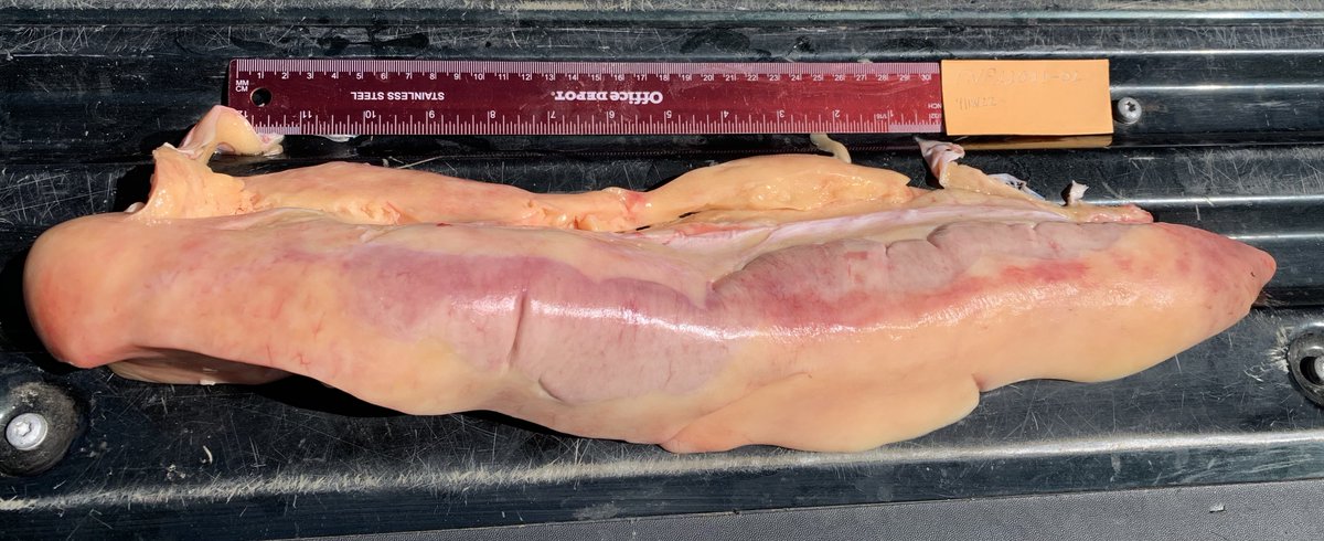 SRiderfishbio's tweet photo. Worked up our TN River #paddlefish today and 10% of the body weight of this male and others was gonad fat (look closely for the testes),unlike our Mobile River basin paddlefish that have little to no gonad fat.
#Polyodon #AlabamaNativeFishes #AlabamaRiverStreamFisheriesProgram https://t.co/2lI398bnQM