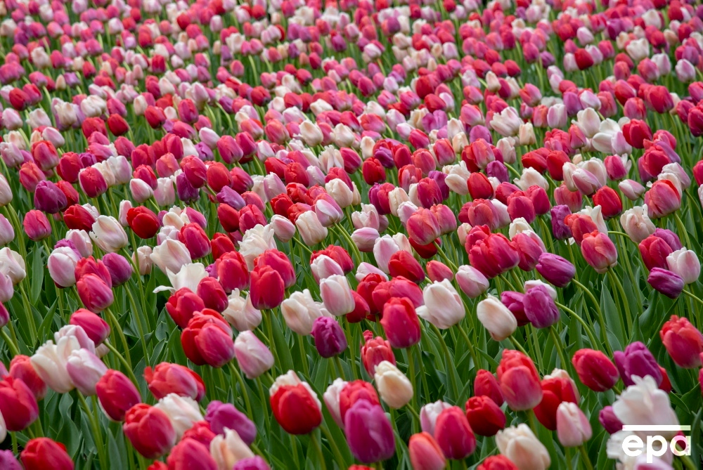 EPA_Images's tweet photo. Tulips blow in the wind at Pumphouse Park in New York, New York, USA, 27 April 2022.
📸 epa/Sarah Yenesel
#epaimages #epaphotos #Tulpis #Tulip #USA #NYC https://t.co/wmanad25py