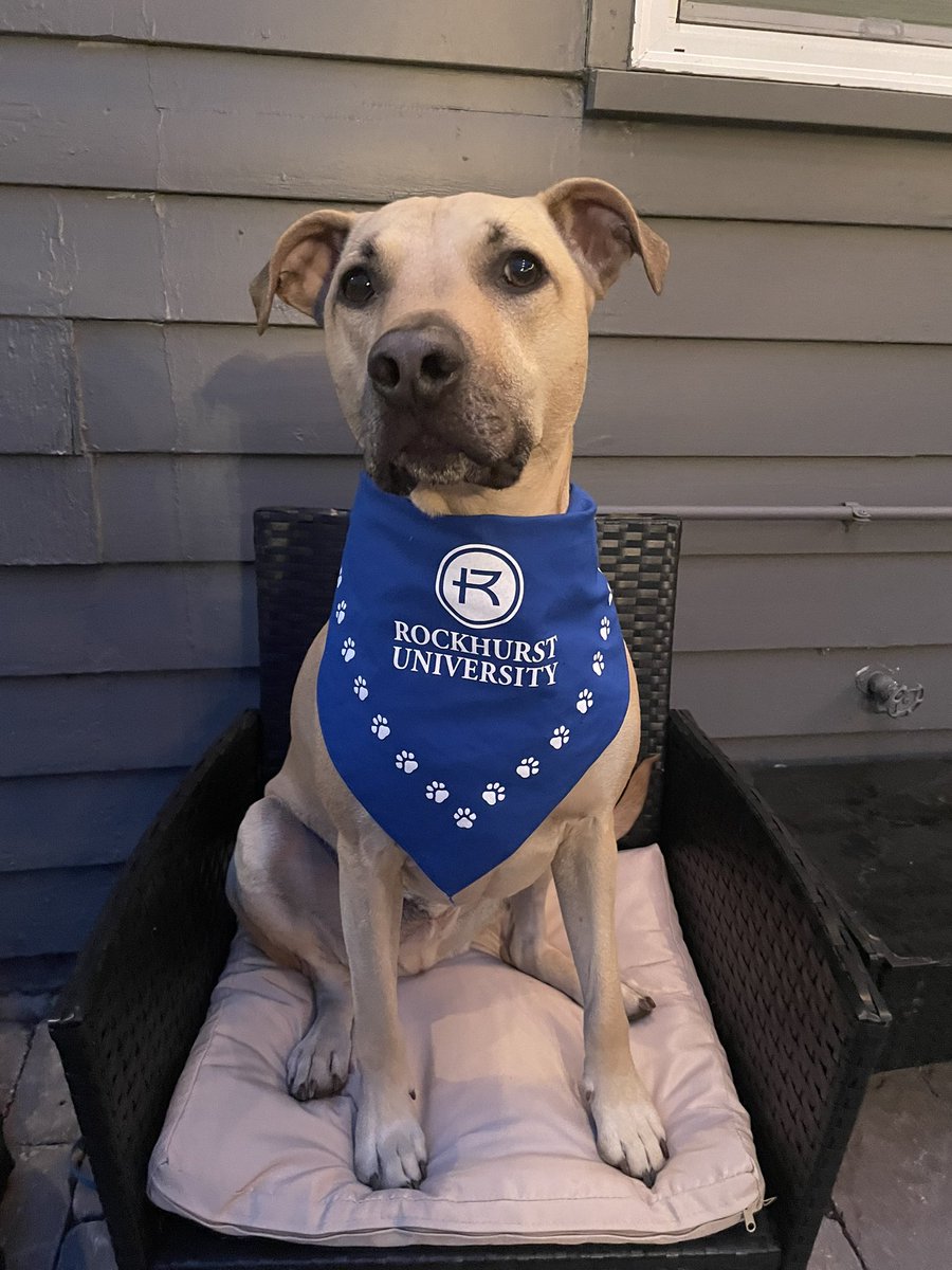 It’s RUFF at the Rock this weekend for baseball and softball! 

We will be collecting donations this weekend for KC Pet Project! Come out with your furry friend and support! 💙🐶 <a href="/RUhawks/">Rockhurst Athletics</a> <a href="/RockUSoftball/">Rockhurst Softball</a>