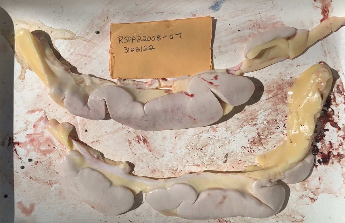 SRiderfishbio's tweet photo. Worked up our TN River #paddlefish today and 10% of the body weight of this male and others was gonad fat (look closely for the testes),unlike our Mobile River basin paddlefish that have little to no gonad fat.
#Polyodon #AlabamaNativeFishes #AlabamaRiverStreamFisheriesProgram https://t.co/2lI398bnQM