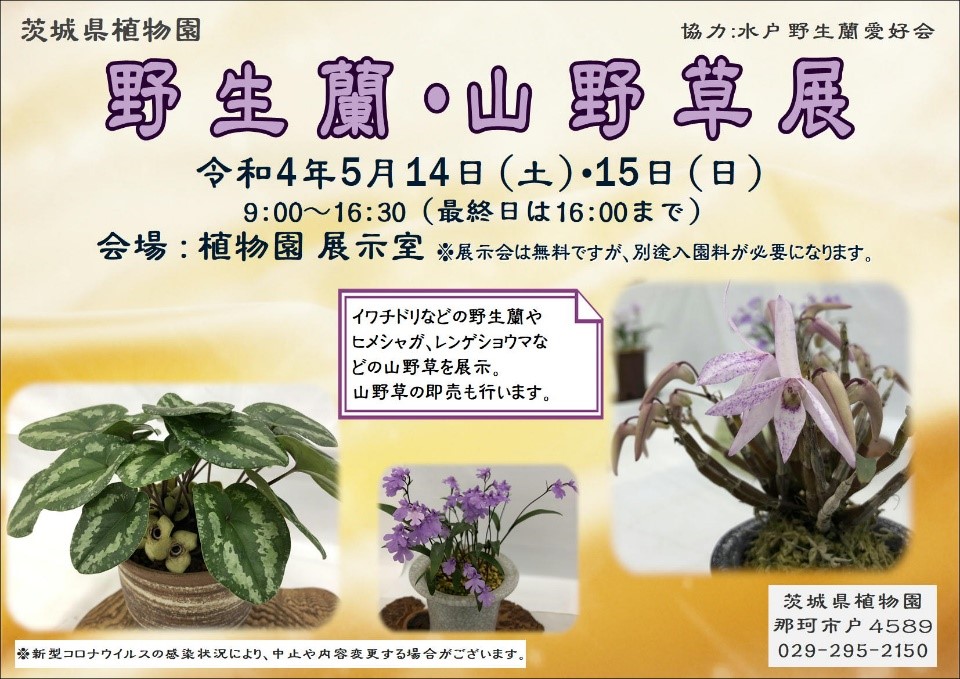 茨城県 茨城県植物園 野生蘭 山野草展 茨城県植物園にて5 14 土 15 日 に 野草蘭 山野草展 を開催します イワチドリなどの見頃を迎えるラン類やヒメシャガなどの山野草を約150点展示します 山野草の販売も同時開催します T Co
