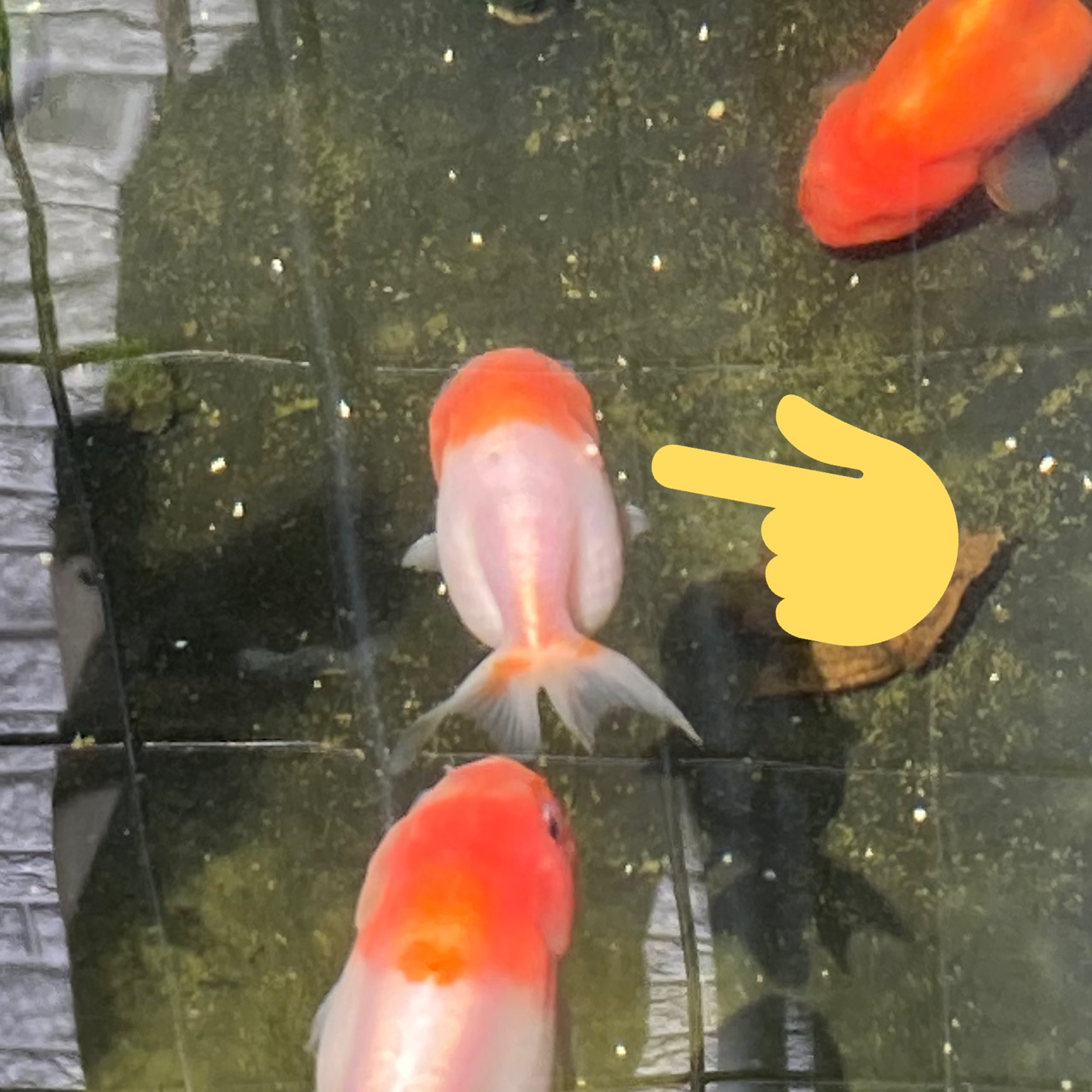 さちよん 翌日 金魚のコブ 腫瘍 一番大きいのがぽろっと取れて その後あまり変化なしで元気にやってます あと 金魚三匹がとにかく仲良し に見える T Co Ia1gnxtvtp Twitter