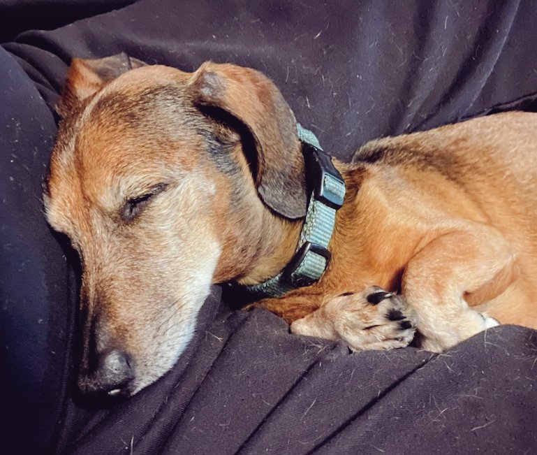 teqswarner's tweet photo. Speaking of the Deputy Director, this is what he's up to while I'm at #TheMHSForum2022. #dachshund #PhDog #PetsOfANU #HonoraryDogtorate https://t.co/qfV3w02uja