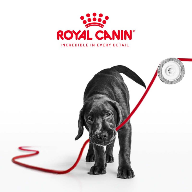 RoyalCaninANZ's tweet photo. New puppy? Raising a puppy is exciting but can sometimes be overwhelming. That’s why ROYAL CANIN® developed a stage-based Puppy Growth Program, to give your puppy the ideal foundation for a healthy life.