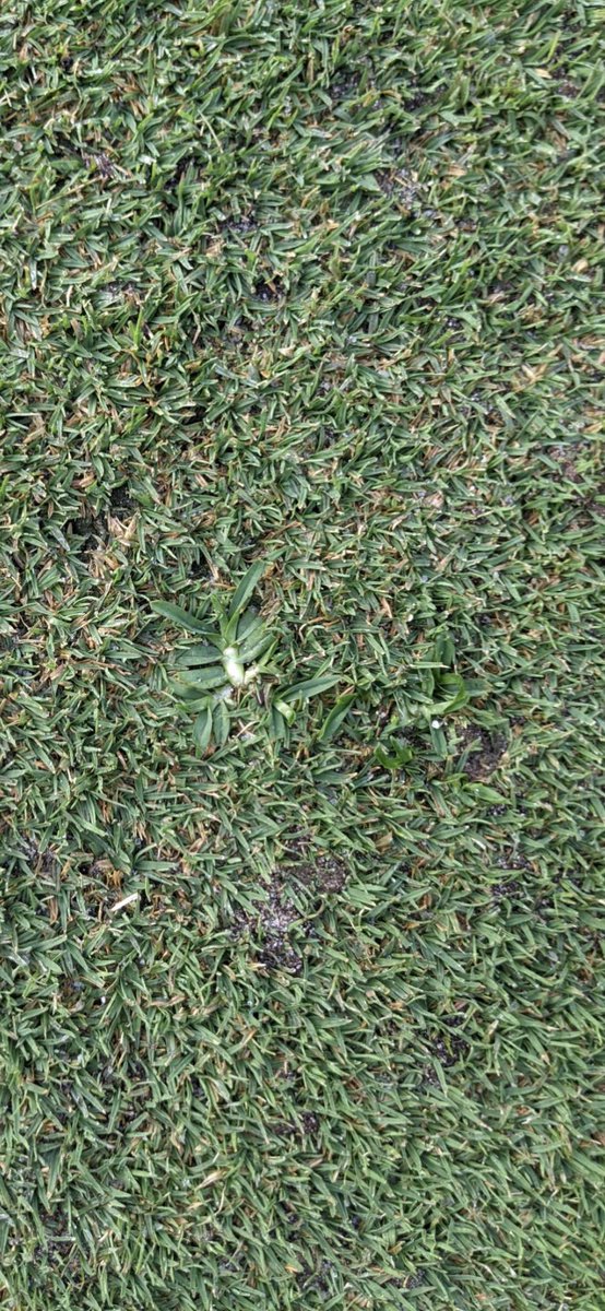 TravisFrey1's tweet photo. Public service announcement to all turf heads along the gulf coast. It’s April 27th! Consider yourself warned!! #goosegrass #goosegrasssucks https://t.co/9lU98PlV9D