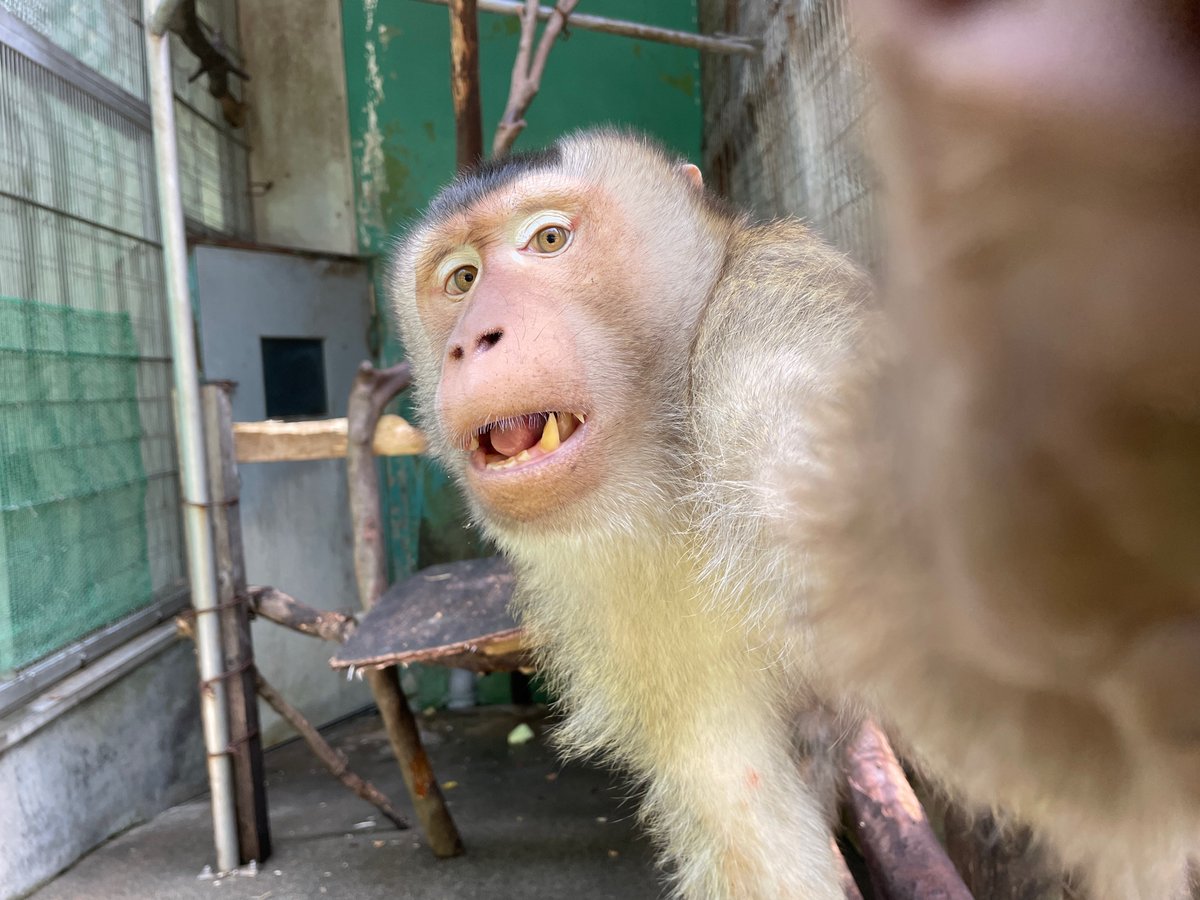 日本モンキーセンター（公式） tweet media