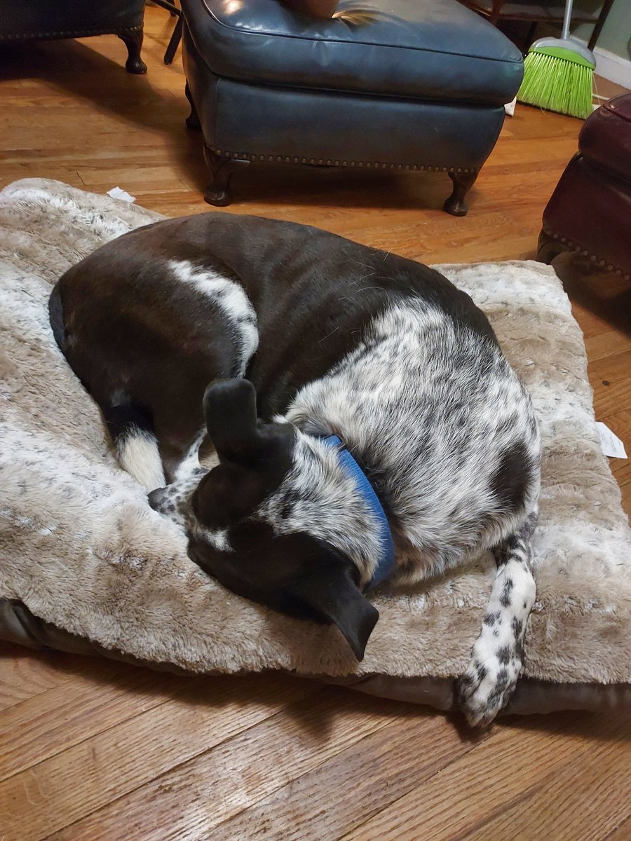 sieepysparrow's tweet photo. Didnt realize itd censor my dog here he is without the surgery pic ✨️ hes a good boy who respects trans people. Be like him. https://t.co/V7mYTN3mEu