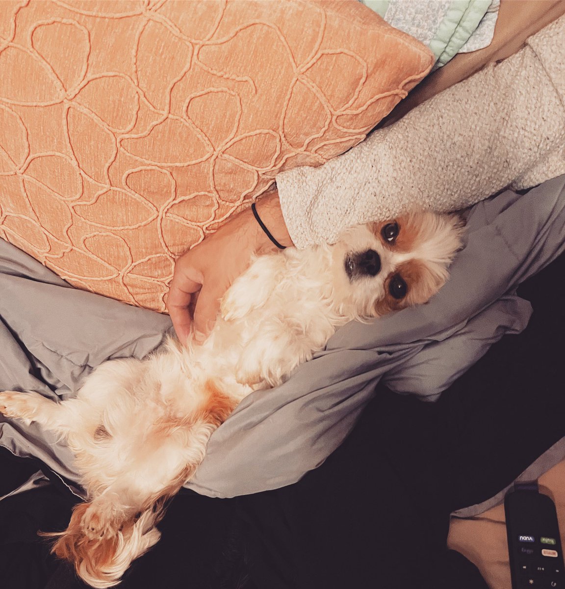 ❤️ #Puppylove