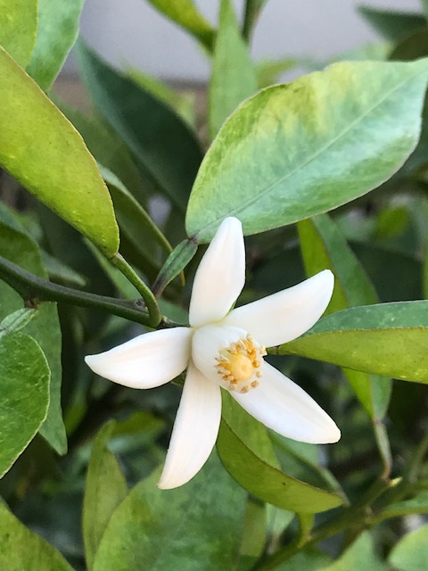 スダチの花 Twitter Search Twitter