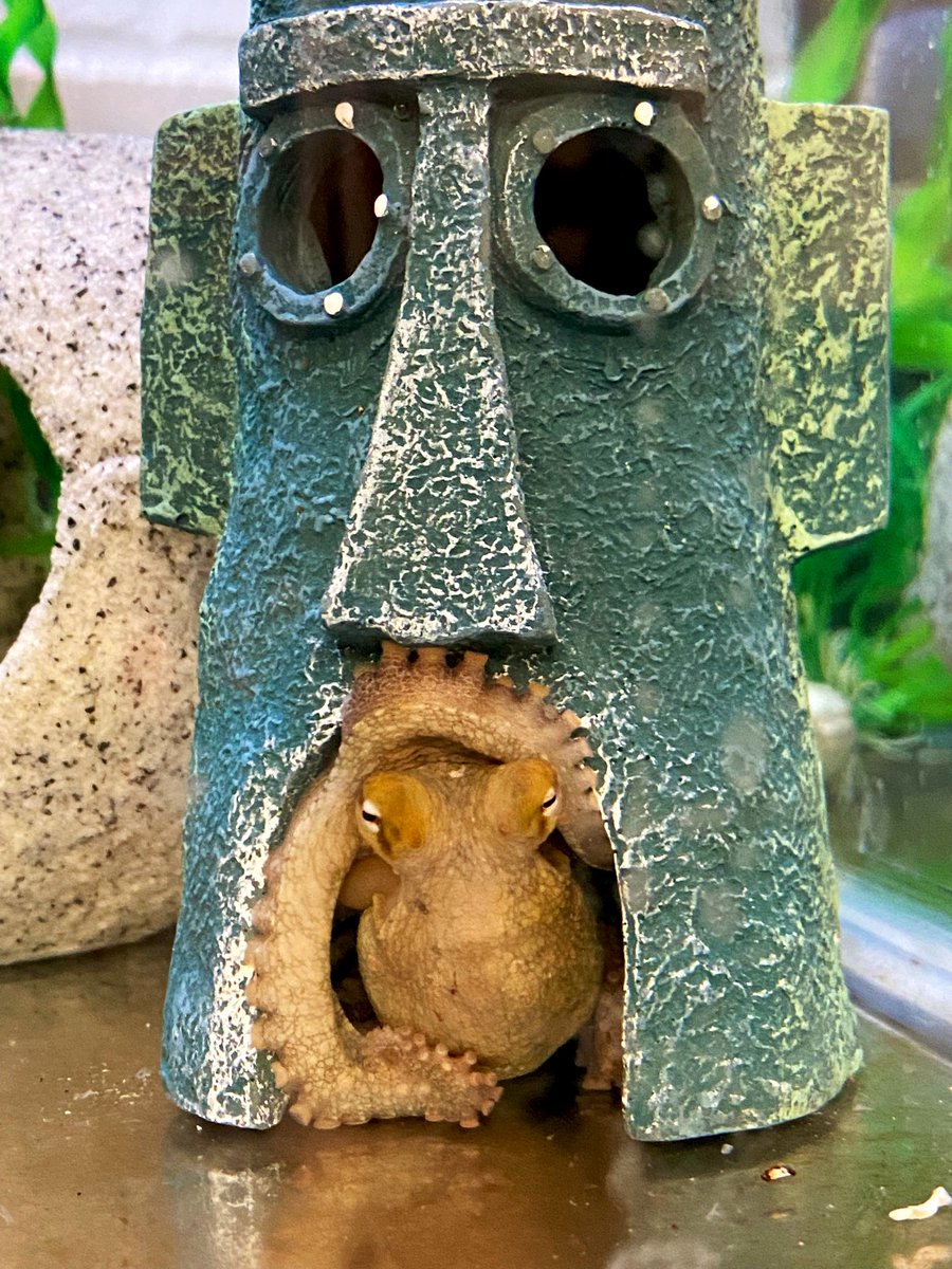 Bikini Bottom’s Newest Resident @trevorwardill <a href="/FlavieBidel/">Flavie Bidel</a> <a href="/umncbs/">UMN CBS</a>