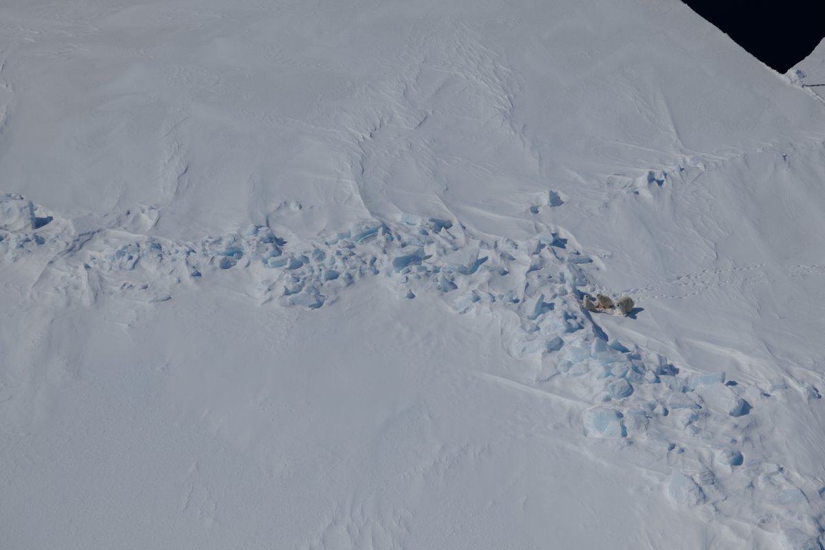 Lunchtime for a mom with 2 cubs-of-the-year. We're not sampling family groups so we just flew by these bears. They were sitting on top of a seal kill &amp; weren't too interested in us. The cubs are a good size for being just 1.5 months out of the den - a good mom!