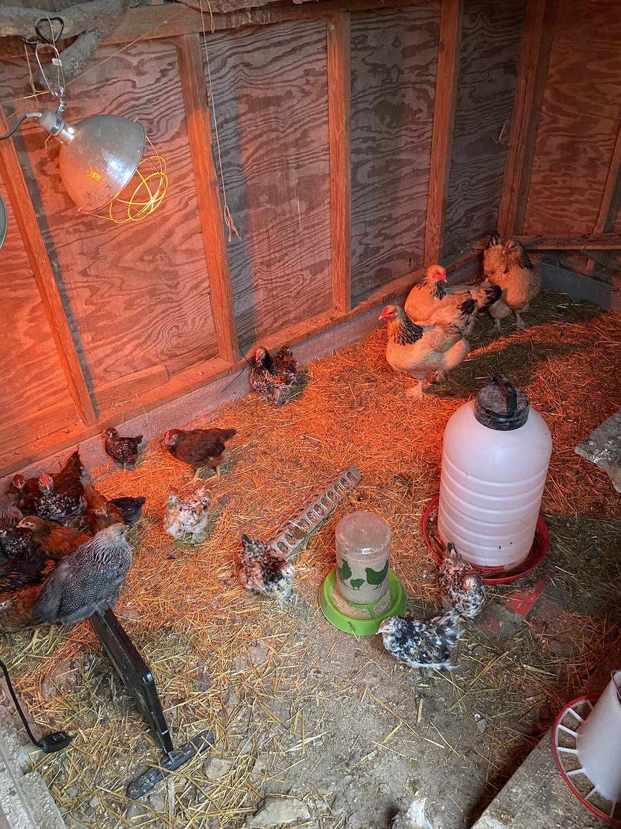 Sunset Ridge Homestead tweet media