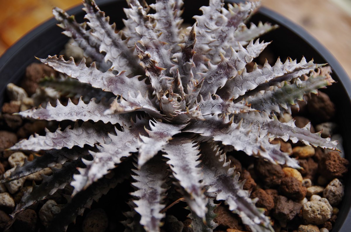 takako_in_paja's tweet photo. Dyckia Antler x Gojasu (#D006)

荒ぶってるね https://t.co/NggpxolzBa