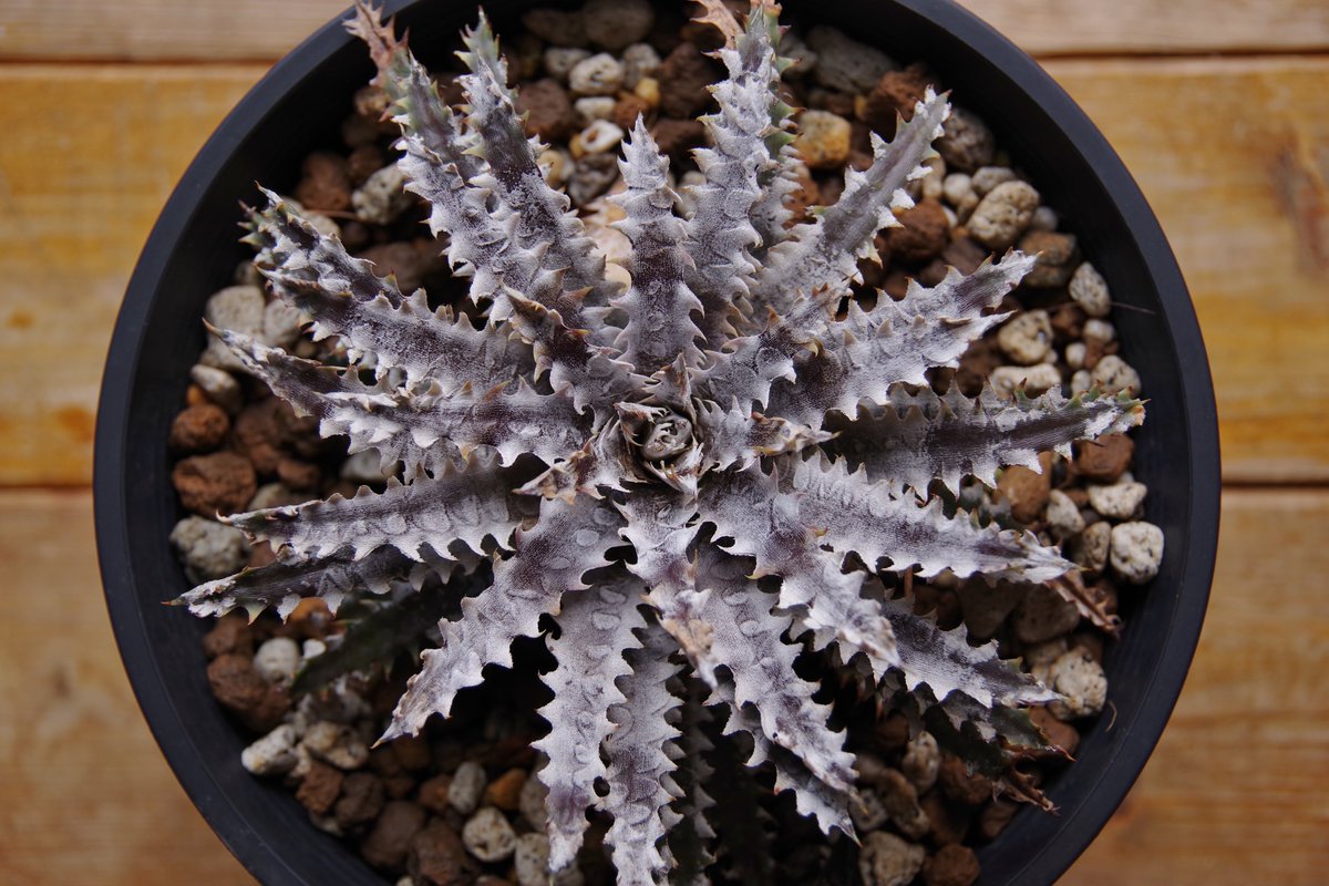 takako_in_paja's tweet photo. Dyckia Antler x Gojasu (#D006)

荒ぶってるね https://t.co/NggpxolzBa