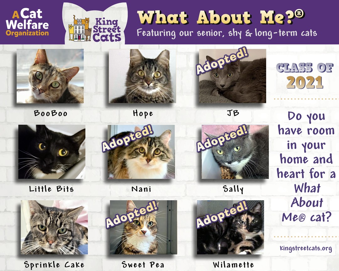 KSC’s nationally recognized “What About Me?” adoption campaign shines a light on our senior, shy, and special needs kitties that often come to us having been deemed “unadoptable” elsewhere 🐾

Your donation today will help…

📸 instagram.com/p/Cc4RK80tgJp/ via tweet.photo