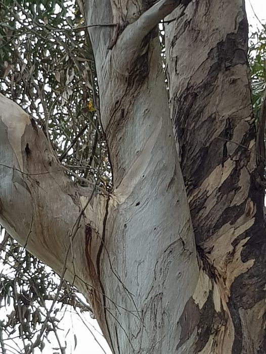 Love the colours and bark of this #SugarGum at the @Museumofartandculture #MAC #LakeMAC