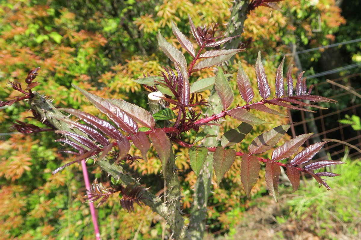 敷地内のカラスザンショウの新葉が大きくなってきました。飼育している