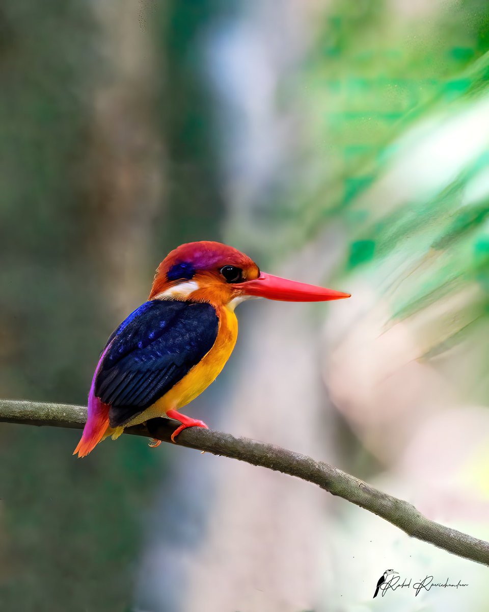 owletguardian's tweet photo. The ever gorgeous colour bomb! It’s surprising how this tiny and colourful fellow is such an amazing hunter. And such a pain to photograph. Low light is a real headache. 
#birding #birdphotography #birdwatchingasia #IndiAves #natgeoindia @NatGeoIndia https://t.co/VpUz2Mm0Mv