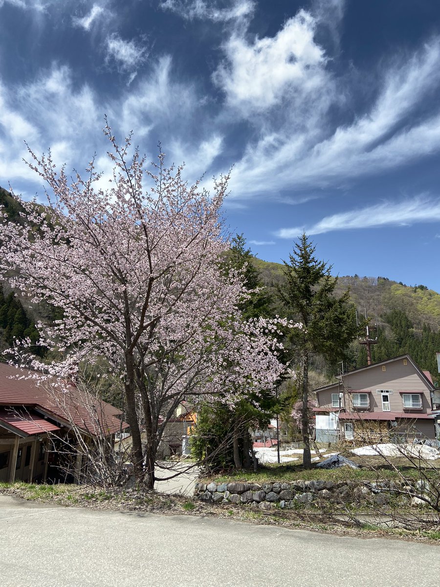このあたりはまだ桜が満開