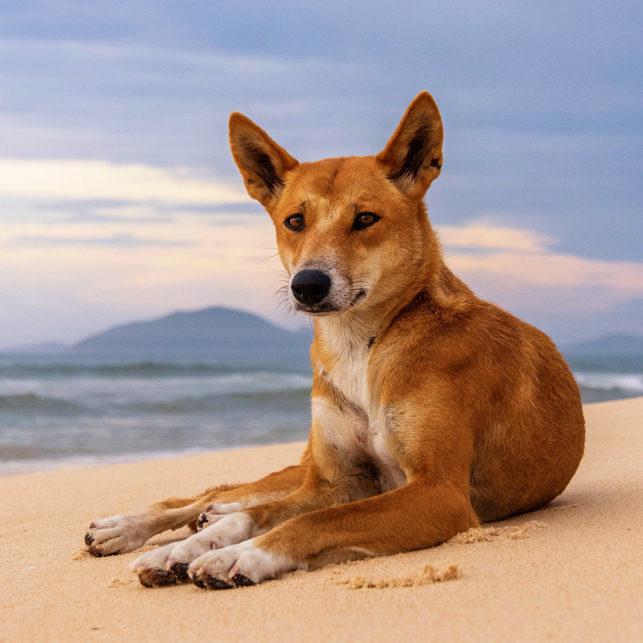 Dingo? Bingo! How you can help dingo research from your home