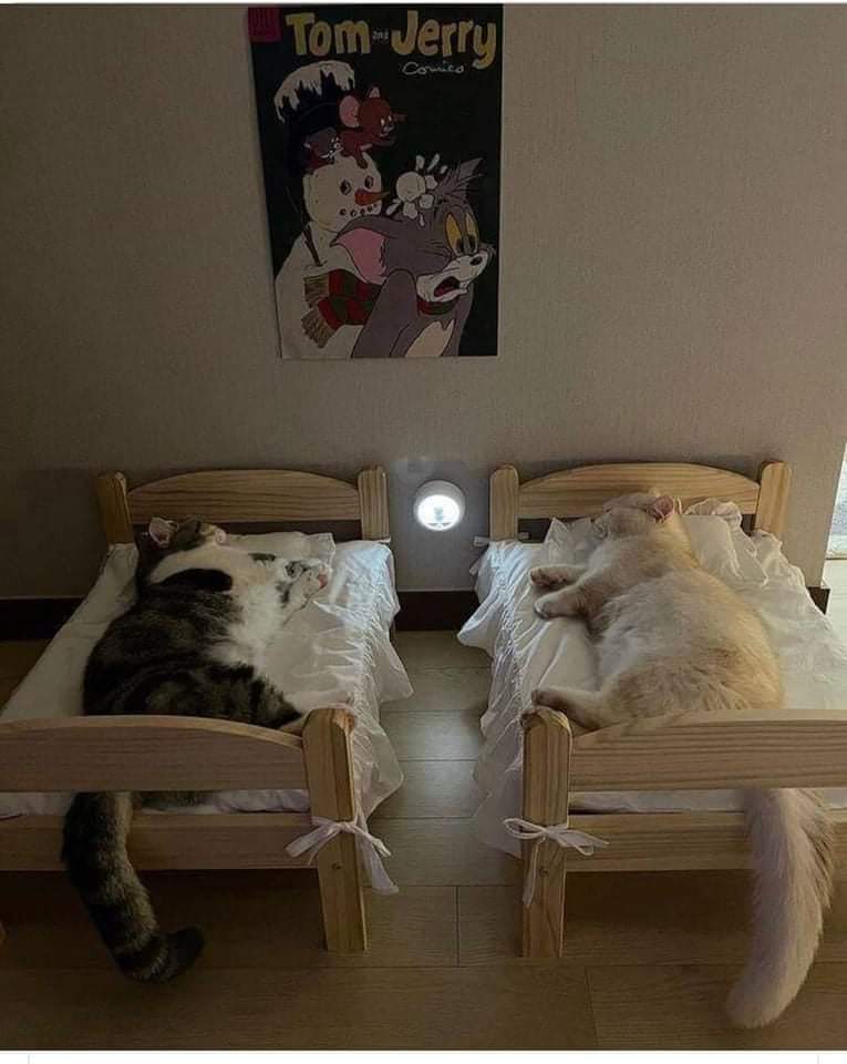 <a href="/LaidyNature/">LaidyNature</a> <a href="/SergioA60798547/">Sergio</a> <a href="/vianagains/">☮ PEACE & LOVE ☮ #TeamDollNature</a> <a href="/Tmlily_/">°✿° Lily °✿°•</a> <a href="/WALLI27/">Jhon f perez🎶🎸🚵☯</a> <a href="/trinivianaok/">TRINI 》》》☆Peace ☮ Love☆Founder #TeamDollNature</a> <a href="/Kamar_Leilak/">I love My Sister Cata Forever ❤ #TeamDollNature ❤</a> <a href="/WaynesGirl3/">Wayne's Girl</a> @crescentegus <a href="/ZendaJade/">🎠🎡JADE🎡🎠</a> @iusmota <a href="/AlexisPoueriet/"><a href="/AlexisPoueriet/">@AlexisPoueriet 🇩🇴🇩🇴</a> 🇩🇴🇩🇴</a> <a href="/majd9757/">M</a> #TeamDollNature
🦄 #StopAnimalAbuse
┆ ☆ #TeamDoll 
☆💘☆ #Tmlily 
°☆°☆🦄
┆
☆.<a href="/SergioA60798547/">Sergio</a> 
┆<a href="/vianagains/">☮ PEACE & LOVE ☮ #TeamDollNature</a> 
┆<a href="/Tmlily_/">°✿° Lily °✿°•</a> 
┆<a href="/WALLI27/">Jhon f perez🎶🎸🚵☯</a> 
┆<a href="/DCordell2016/">🐺Wolfx#MuzikkZøne🎶 #𝘛eam𝘋øll𝘕ATURE CoFounder</a>
☆<a href="/Kamar_Leilak/">I love My Sister Cata Forever ❤ #TeamDollNature ❤</a> 
┆<a href="/WaynesGirl3/">Wayne's Girl</a>
┆@crescentegus
┆<a href="/ZendaJade/">🎠🎡JADE🎡🎠</a>
┆@iusmota
┆@AlexisPoueriet 
┆<a href="/majd9757/">M</a>
💘 <a href="/trinivianaok/">TRINI 》》》☆Peace ☮ Love☆Founder #TeamDollNature</a>