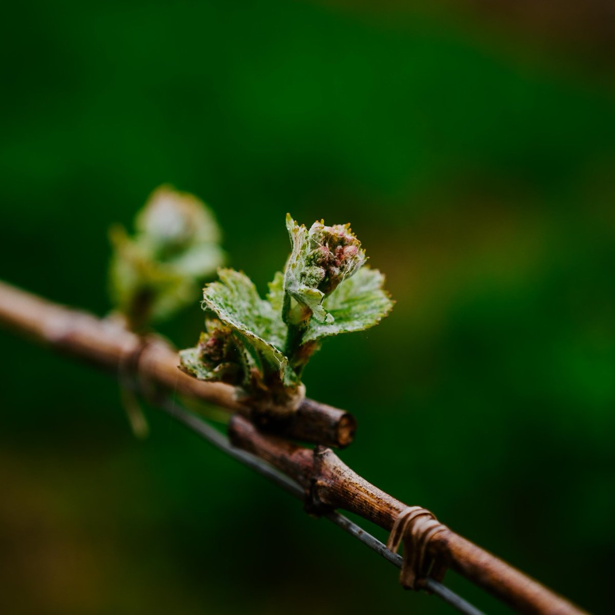 It's only been a few weeks now and the vines are turning green! 🌿 For the time being, everything is going well in the vineyards, we are confident in this year's beautiful vintage. 😊
#gereattila # villány
