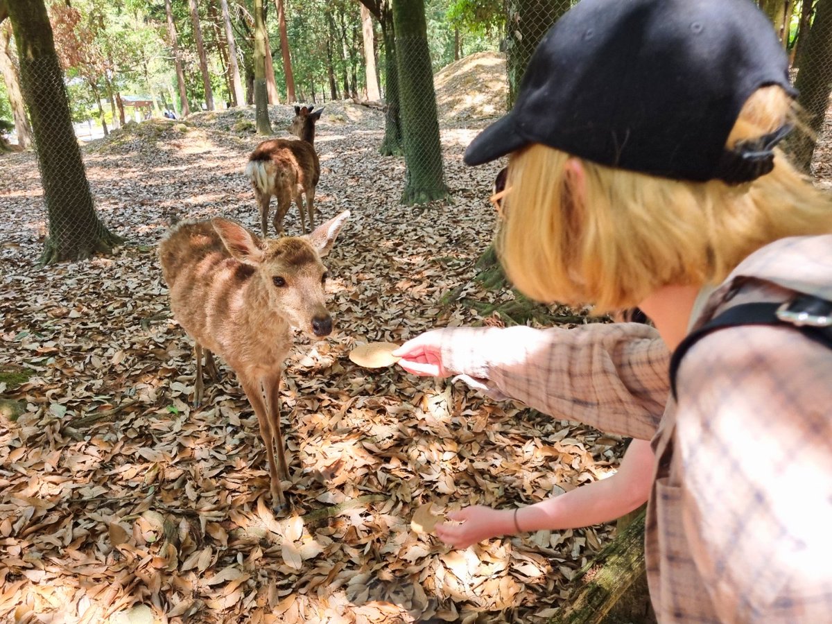 MissJacobsen1's tweet photo. Been soaking up Nara today. https://t.co/6xjJie2scC