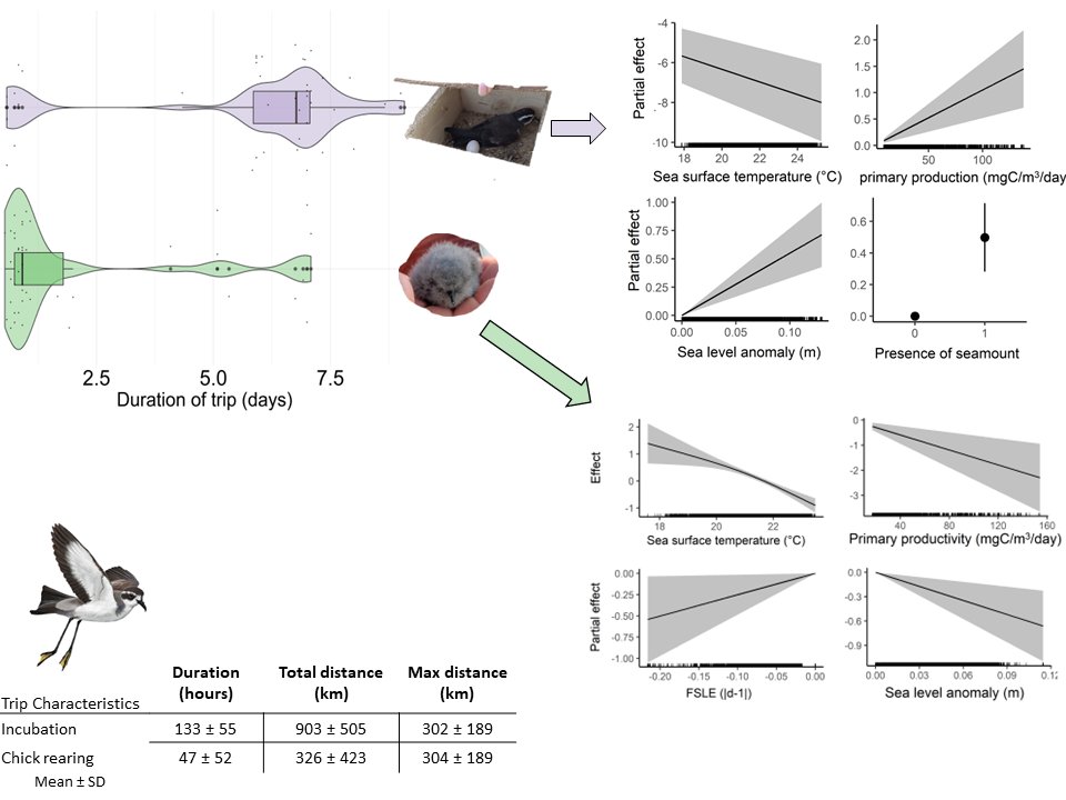 RivasConi's tweet photo. @SeabirdEcology @FmedranoM 3/4 #WSTC8 #DistSesh2 Trip duration, max distance & total distance were ⬆ for 🥚 than 🐣. 🥚 birds selected for ⬆ primary productivity & seamounts, compared to poorer areas during 🐣. Both 🥚&🐣 selected cooler waters with higher water mixing indicators. Sexes didn't differ https://t.co/HY5MmcM5et