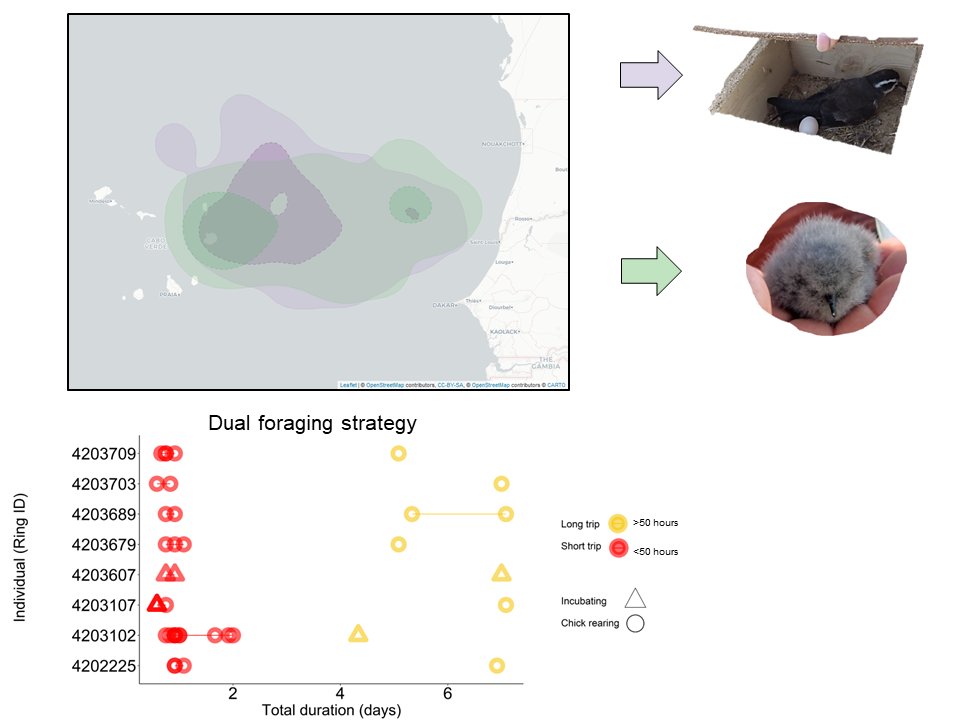 @SeabirdEcology @FmedranoM 4/4 #WSTC8 #DistSesh2 🥚 birds traveled farther & longer than 🐣, but 🐣 may conduct dual foraging (short + long trip) to access ⬆ productivity (a 1st for #stormpetrel?). IDing drivers of habitat selection is crucial to predict & conserve key #marine habitat under #climatechange
