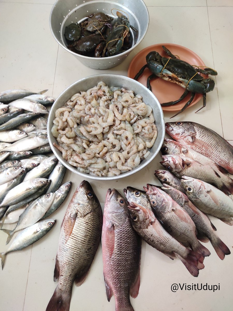 Today's shopping from #Malpe Fishing Harbour.❤️ 🐟 Mangrove Jack River Fish (also known as Red Snapper/Kemberi /Cavaji /Tamso) 🦀 Mud Crabs (River Crabs) 🦐 Sea Prawns 🐟 Mackerel (Bangude) #SupportLocalFishing #VisitUdupi #Vocal4Local