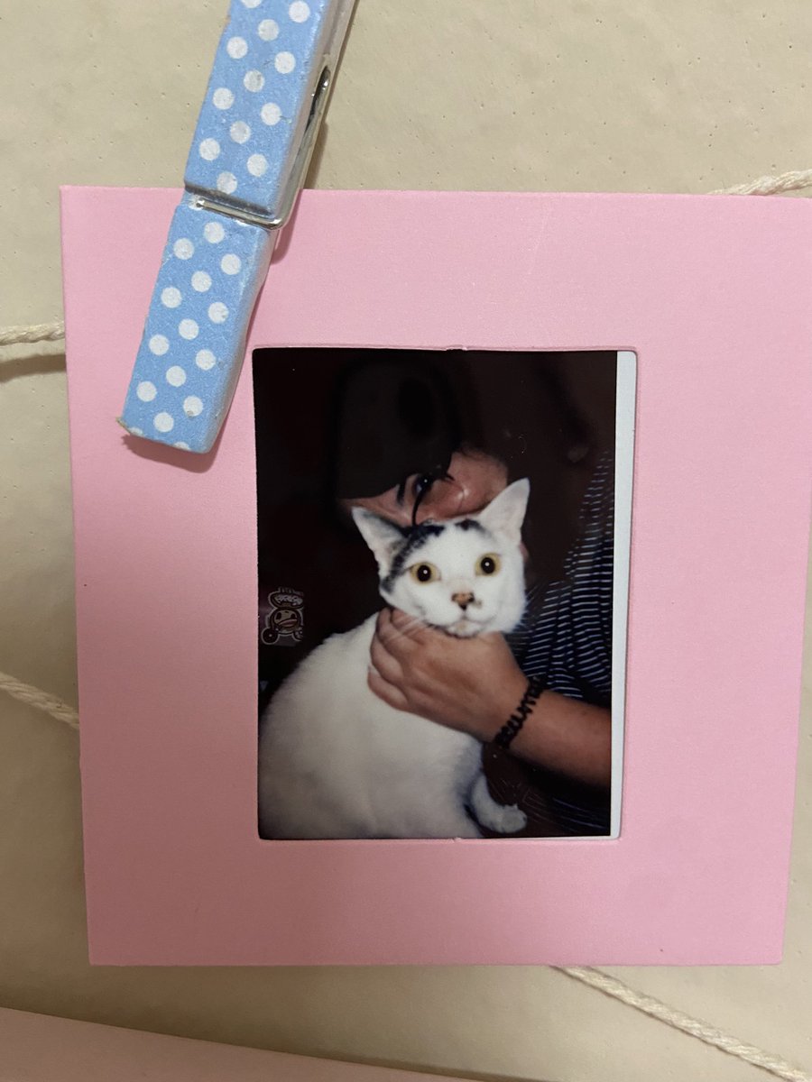 IT’S GUS’S BIRTHDAY! or the birthday i unofficially gave him, since i found him in a parking lot in rural japan. 

he is six today!!!!!!!!!!!!!!