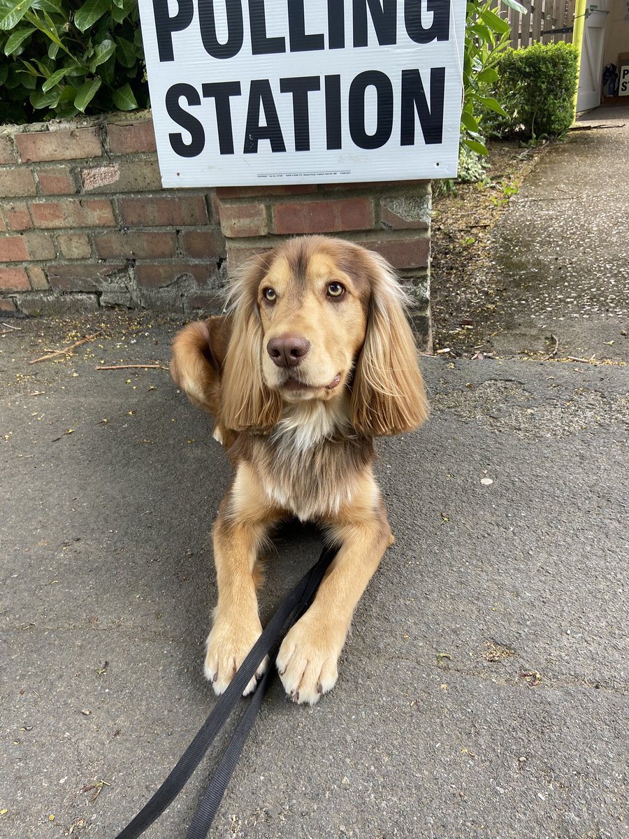 #DogsAtPollingStations