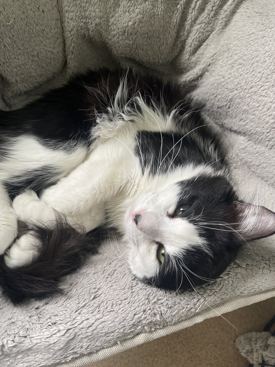 sav_wiseman's tweet photo. call me a cat mom or whatever 🐾 https://t.co/iy5QIW8B9A