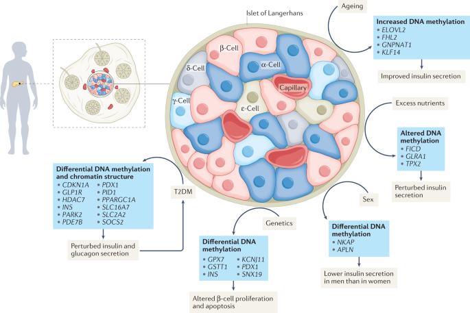 Nature Reviews Endocrinology tweet media