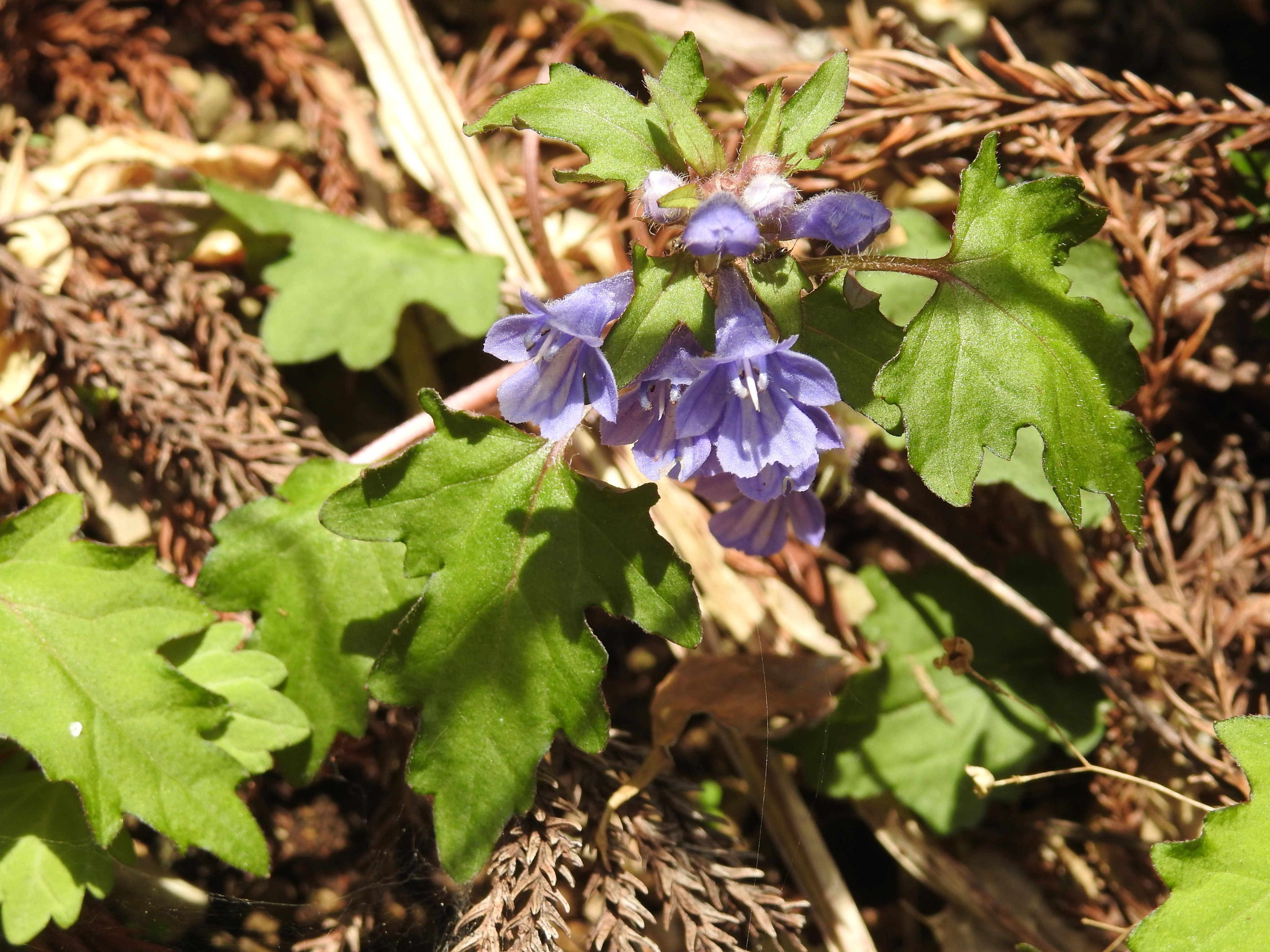 キランソウ属 Twitter Search Twitter