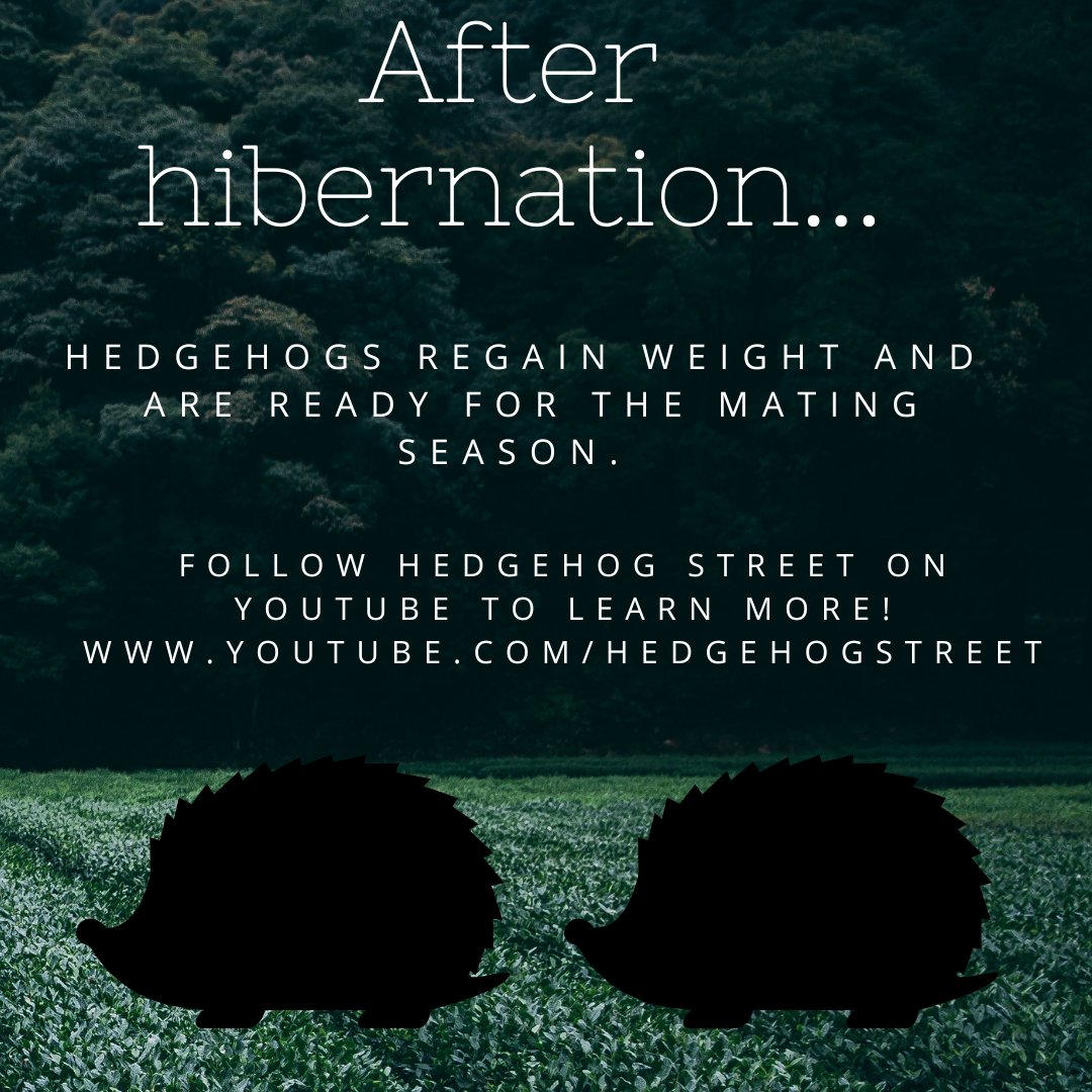 StirUniHFC's tweet photo. What happens after hibernation? Hedgehogs get ready for mating 🦔 Collab with @UoEdinburghHogs for #HedgehogAwarenessWeek https://t.co/v4ZFaRGvSm