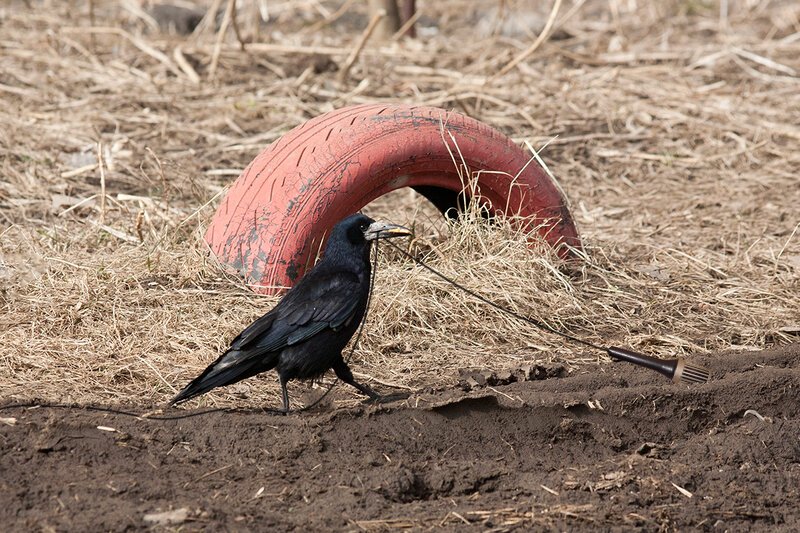 Делаю бороздки для грядок в #нюдсочетверг и заодно провожу расследование по утерянным в почве прошлогодним семенам!