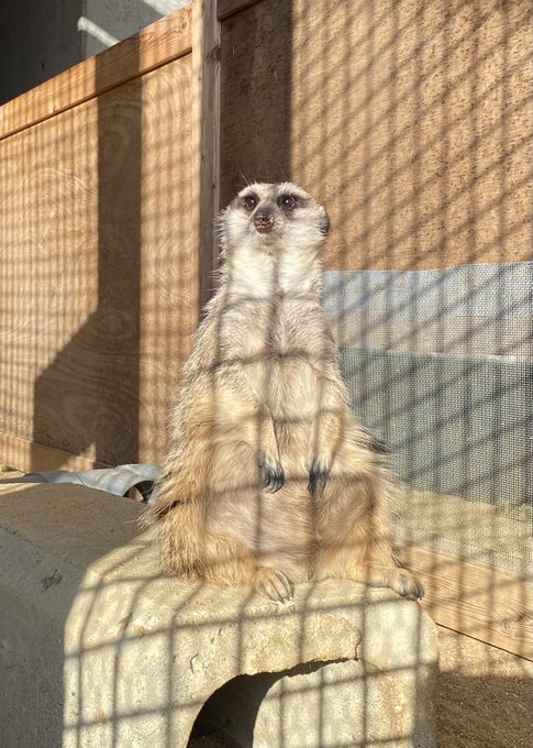 ミーアキャットのtwitterイラスト検索結果