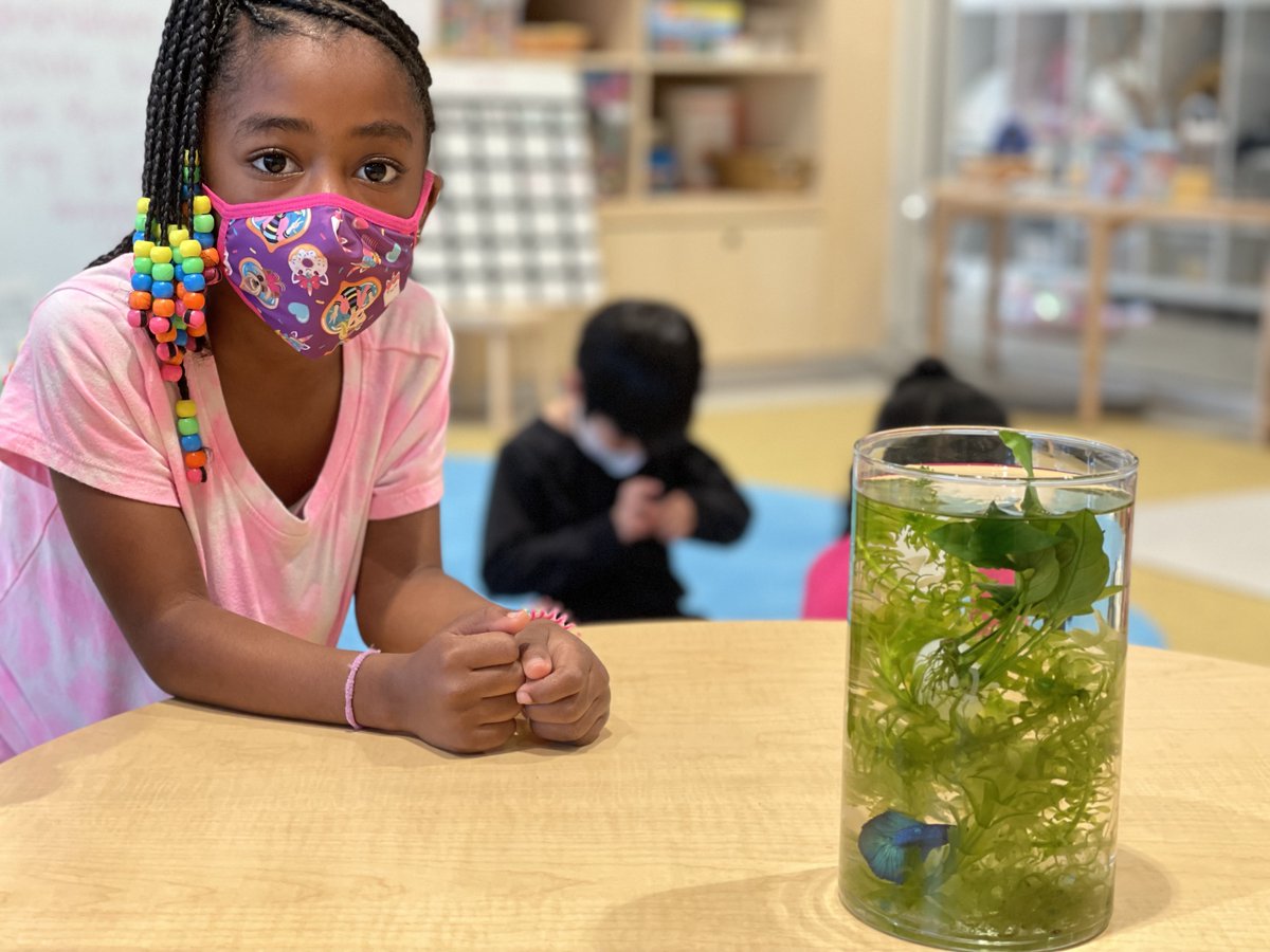Our ELC students have been learning about life cycles and are eager to have a fish as a class pet. What do you think the students should name their fish? Suggest your most amazing fish names in the comments below. 🐟

#DC #School #PrivateSchool #Whittleschool #EarlyLearning